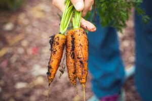 A person holding carrots