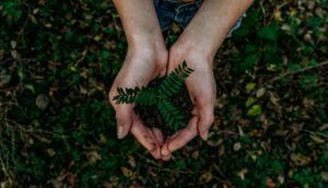 A person holding a dirt patch with a plant