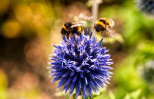 Bumblebees on a blue flower