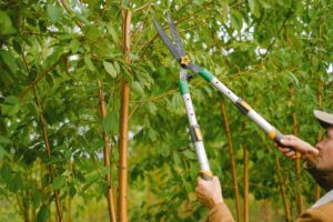 Picture of a person who is training fruit trees.