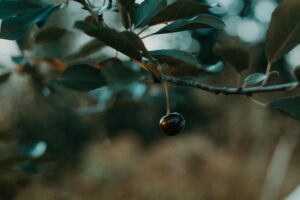 Picture of a cherry hanging from a tree.