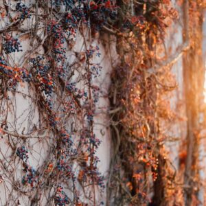 Picture of grapes growing against a wall.