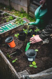 Picture of a person who is introducing native plants in a garden after moving