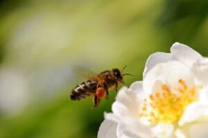 Picture of a bee on a flower