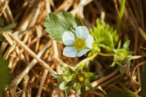 Picture of a strawberry flower